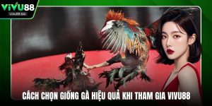 cách chọn giống gà