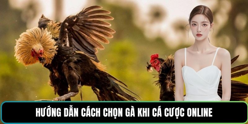 Hướng dẫn cách chọn gà khi cá cược online