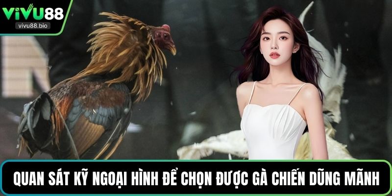Quan sát kỹ ngoại hình để chọn được gà chiến dũng mãnh